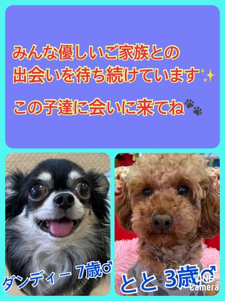 🐾今日の里親様募集中ワンコ🐶メンバーです🐾2022,5,11【保護犬カフェ天神橋店】